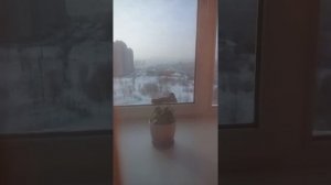 Галка сидит на подоконнике