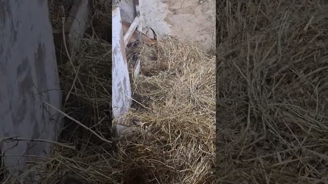 #якозовод #козы #сельскоехозяйство #животные #козадереза #shortvideo #shorts #animals #goat