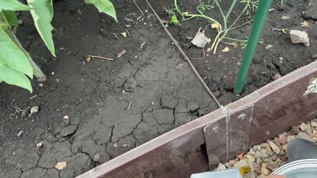 Самая ЛУЧШАЯ ПОДКОРМКА для ЗАВЯЗИ И НАЛИВА ПЛОДОВ ТОМАТОВ!