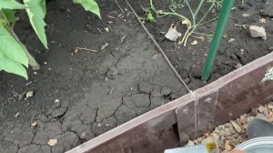 Самая ЛУЧШАЯ ПОДКОРМКА для ЗАВЯЗИ И НАЛИВА ПЛОДОВ ТОМАТОВ!