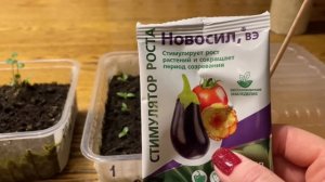 Эустома БЫСТРО РАСТЕТ! Все секреты!