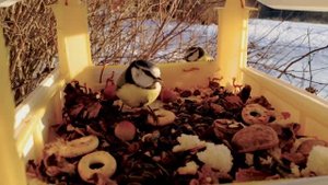 В кормушке на закате