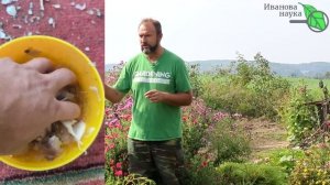 ПОЛНАЯ СХЕМА ПОСАДКИ ЧЕСНОКА. Озимый чеснок от А до Я. Как подготовить чеснок к посадке осенью.