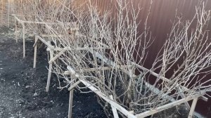 ОБРАБОТКА КУСТОВ И ДЕРЕВЬЕВ весной, просто и эффективно!