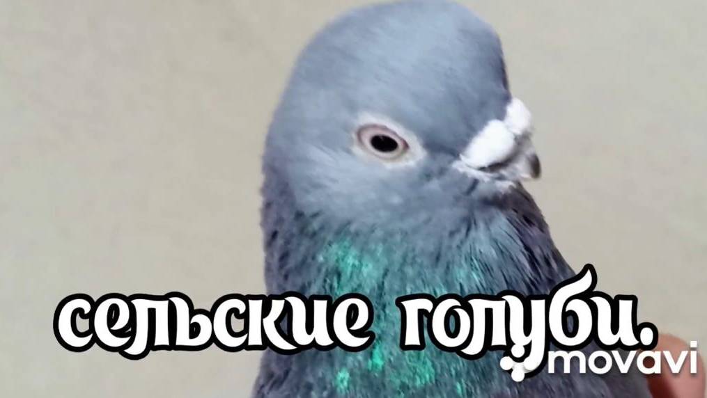 Бойные голуби.Владимира.09=01=2025 года.Новоалександровск.