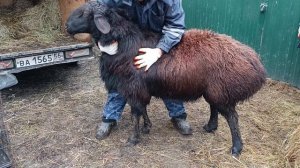 Гиссарский баран уезжает Максу в Оренбургскую область,с.Краснохолм