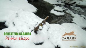 Обитатели Салаира: выдра