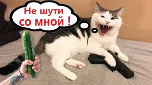 Приколы с котами!! С ОЗВУЧКОЙ! - Смешные коты и собаки!! - САМЫЕ СМЕШНЫЕ ЖИВОТНЫЕ!! 2025