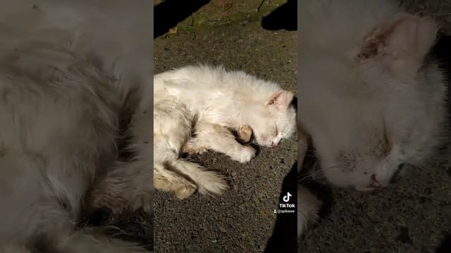 Беляш группа Triple Death смотреть онлайн