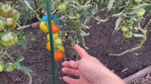 ТОМАТЫ не созревают? 4 отличных СПОСОБА для СОЗРЕВАНИЯ ПЛОДОВ!