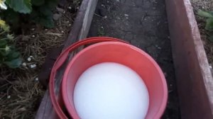 СРОЧНАЯ ПОДКОРМКА ДЛЯ КЛУБНИКИ ВО ВРЕМЯ ЦВЕТЕНИЯ ДЛЯ ОБИЛЬНОГО УРОЖАЯ!