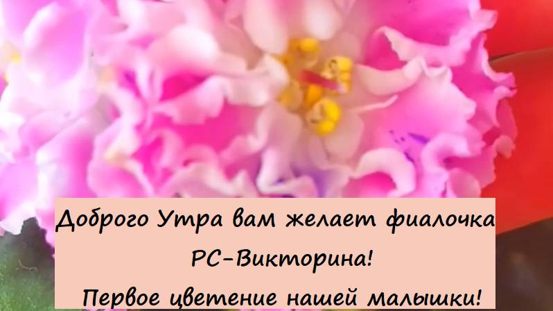 Доброго Утра вам желает фиалочка РС-Викторина! Первое цветение нашей малышки!💗🌺