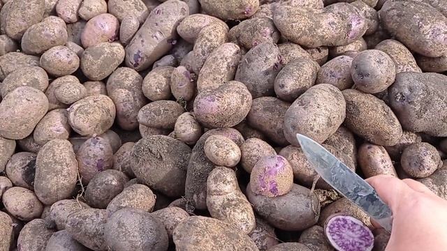 Выкопали картофель/ на ужин драники смотреть онлайн