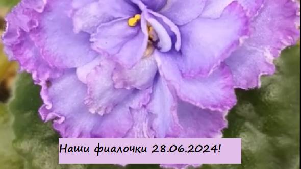 Наши фиалочки 28.06.2024! Для заказа пишите WhatsApp 89101614167! Автор музыки - TeknoAXE!