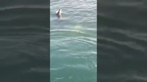 Дельфины в Магадане. Бесплатное выступление))