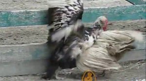 The battle of musk ducks. Бой мускусных селезней (индоуток).