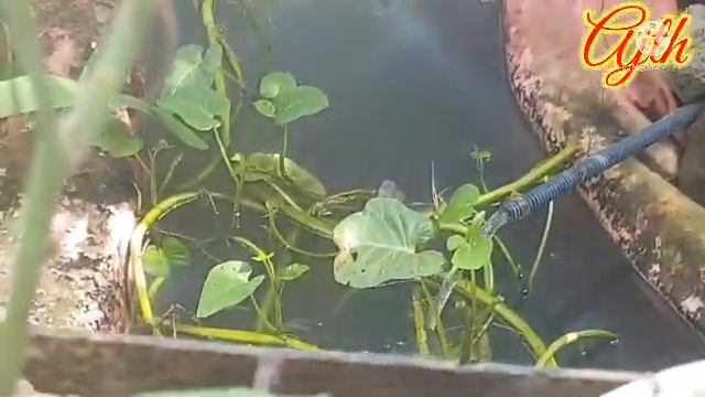 Budidaya Ikan Nila pada Kolam Sepetak Di Perumahan Padat Penduduk.