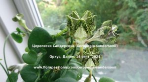 Церопегия Сандерсона (Ceropegia sandersonii), Орхус, Дания. 12 июня и 14 сентября 2024