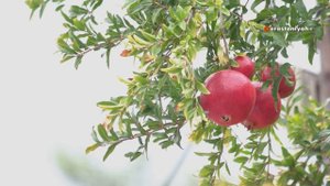 Как Вырастить Гранат в Домашних Условиях 🌱