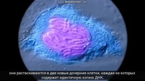 Воспроизведение хромосом, хроматиды, центромеры, деление, митоз.