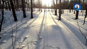 УШЛЫЙ ЗАЯЦ-ПАРТИЗАН СВОРАЧИВАЕТ МНЕ КРОВЬ!!! ОХОТА НА ЗАЙЦА БЕЛЯКА В ОДИНОЧКУ