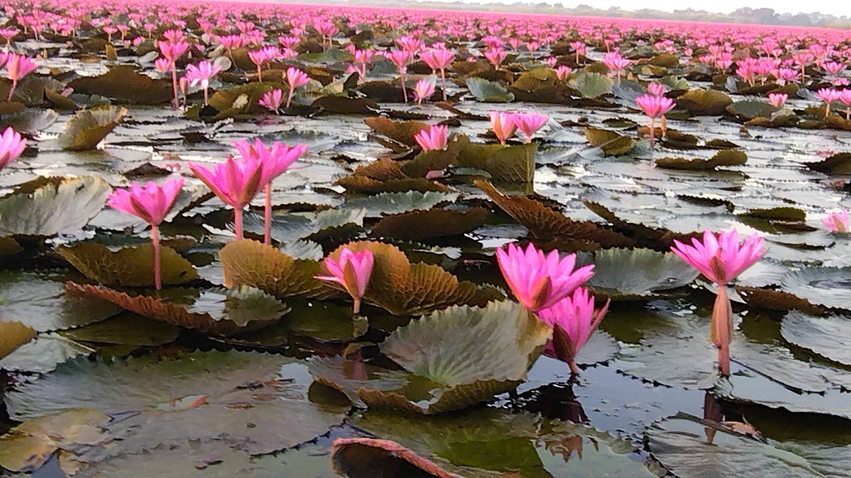 удонтхани. просто озеро лотусов ч.1 red lotus lake ทะเลบัวแดง. udon thani อุดรธานี