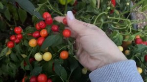 Острые СОРТА ПЕРЦА, которые мне понравились!