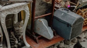 Домашние кошки  история одомашнивания