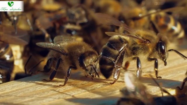 Болотов - если тебе 50 и хочешь жить еще 70 лет: грибки, вирусы и бактерии уйдут вместе с болезнями смотреть онлайн