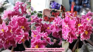 Фотографии наших сортовых фиалочек!