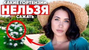 ПЫШНЫЕ ГОРТЕНЗИИ (как в Pinterest) НЕЛЬЗЯ вырастить БЕЗ ЭТОГО