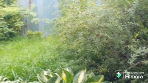 267. Крашеные шпалеры. Квашеные помидоры. Осы жрут виноград.