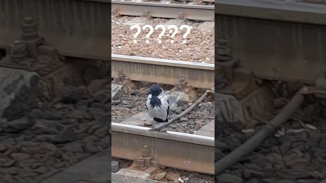 Запасливая ворона.