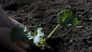 ЛУННЫЙ ПОСЕВНОЙ КАЛЕНДАРЬ НА ВТОРУЮ И ТРЕТЬЮ ДЕКАДЫ МАРТА 2024