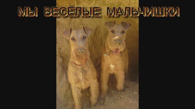 Ирландские терьеры : ну что побегаем за зайцем .  2016