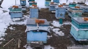 защита пчёл от синиц