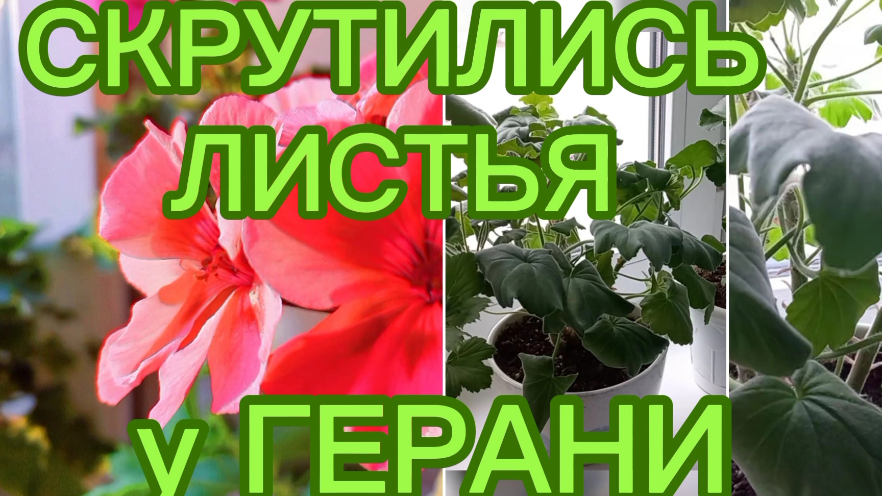 Скрутились листья только у одной Герани.Почему? #комнатноецветоводство #Геранипеларгонии#