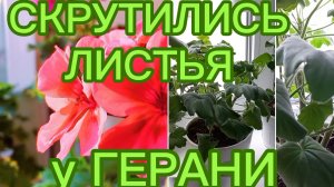 Скрутились листья только у одной Герани.Почему? #комнатноецветоводство #Геранипеларгонии#