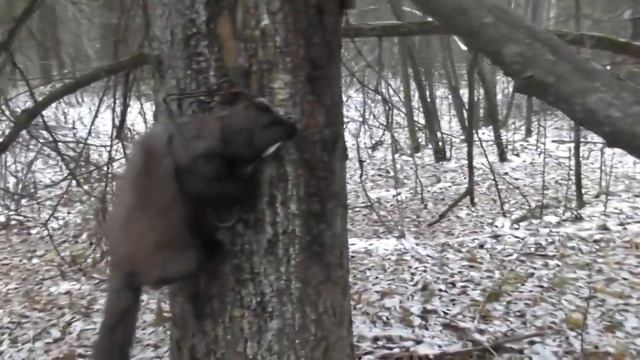 охота капканами на куницу