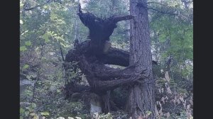 Первое мое мистическое чудо в православии!