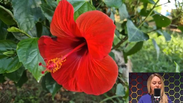 - Дорогая, через месяц я заберу всё твоё наследство - муж смеялся, мечтая о наследстве жены... смотреть онлайн