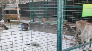 ПРИЕХАЛИ В ЛЕДНИКОВЫЙ ПЕРИОД, ПОСМОТРЕЛИ ЖИВОТНЫХ, ДЕТИ ДОВОЛЬНЫ👍