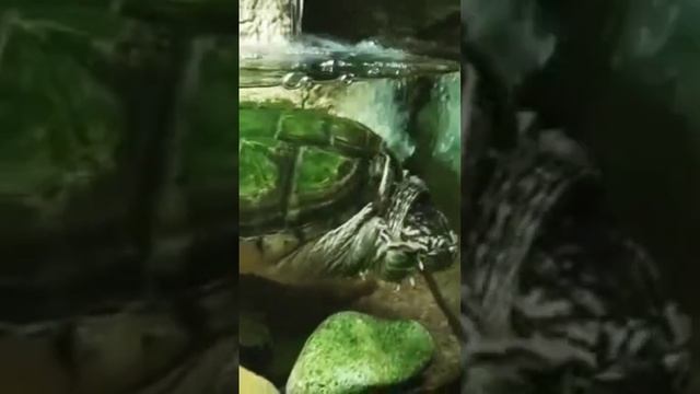 Водная черепаха