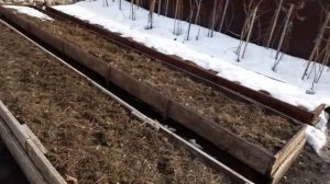Приглашаю прогуляться по весеннему саду!