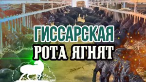 Гиссарская рота