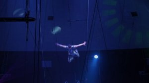 Тигры на земле и в воздухе