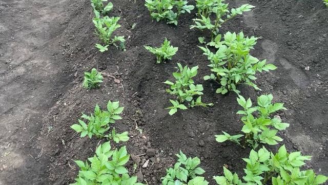 Картофеля будет много! 4 важных правила окучивания. Уход и Подкормки для обильного урожая!