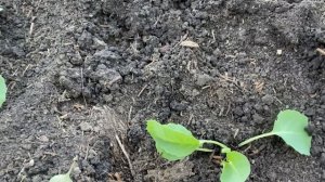 ВАША КАПУСТА ВЫРАСТЕТ ОГРОМНОЙ, ЕСЛИ ВЫСАДИТЬ ТАК И ОБРАБОТАТЬ ЭТИМ СРЕДСТВОМ!