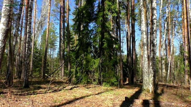 Лес | Весна | Звуки природы | Релаксация