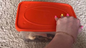 Хранение вещей моих собак ❤️❤️❤️❤️